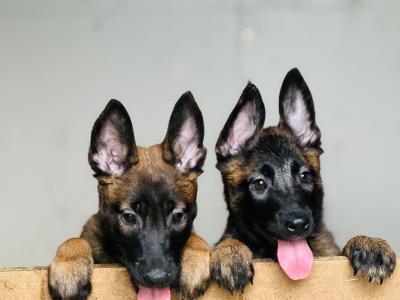 Belgian Malinois puppies for sale in Tipperary