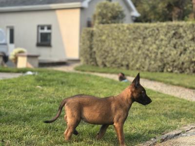 Belgian Malinois puppies for sale in Tipperary