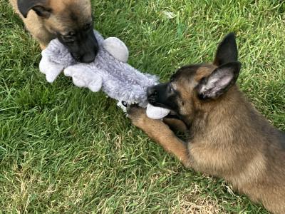 Belgian Malinois puppies for sale in Tipperary