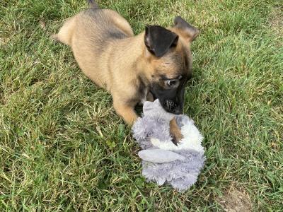 Belgian Malinois puppies for sale in Tipperary