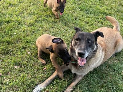 Belgian Malinois puppies for sale in Tipperary