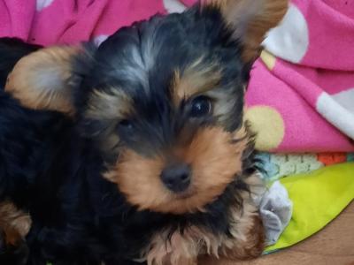 Introducing Adorable Purebred Miniature Yorkshire Terrier puppies, Charlie, Ringo, Poppy and Tara