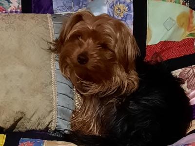 Introducing Adorable Purebred Miniature Yorkshire Terrier puppies, Charlie, Ringo, Poppy and Tara