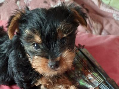 Introducing Adorable Purebred Miniature Yorkshire Terrier puppies, Charlie, Ringo, Poppy and Tara