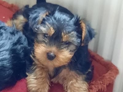 Introducing Adorable Purebred Miniature Yorkshire Terrier puppies, Charlie, Ringo, Poppy and Tara