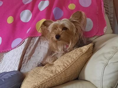 Introducing Adorable Purebred Miniature Yorkshire Terrier puppies, Charlie, Ringo, Poppy and Tara