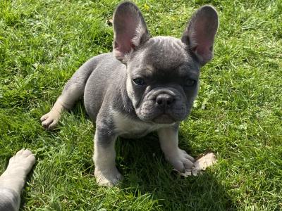 French Bulldog puppies in Laois