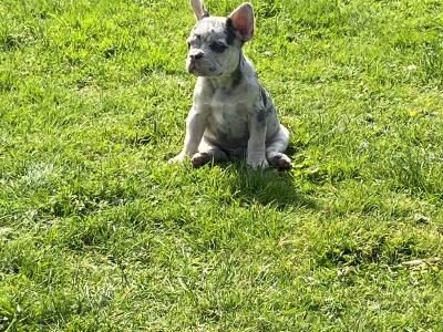 French Bulldog puppies in Laois
