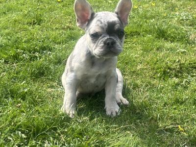 French Bulldog puppies in Laois