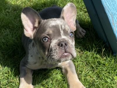 French Bulldog puppies in Laois