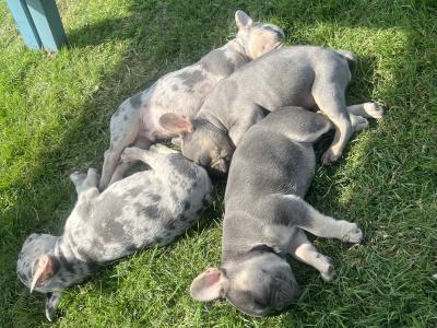 French Bulldog puppies in Laois