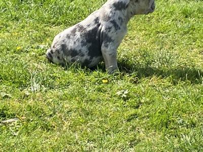 French Bulldog puppies in Laois