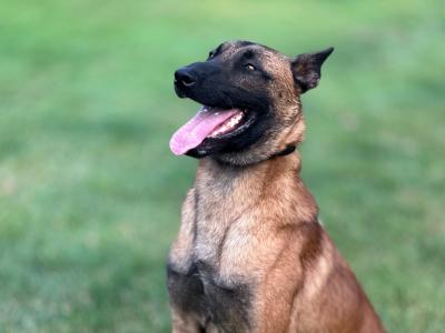 Male Belgian Malinois puppy 14 months old for sale