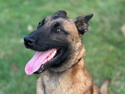 Male Belgian Malinois puppy 14 months old for sale