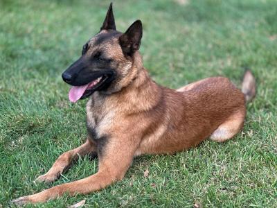 Male Belgian Malinois puppy 14 months old for sale