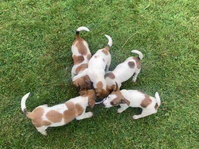 Jack Russell puppies in Laois