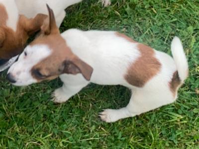 Jack Russell puppies in Laois