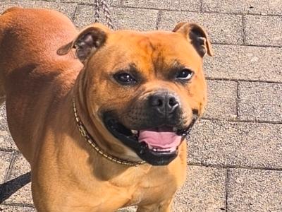 Stunning IKC Registered male Staffordshire Bull Terrier dog for sale in Wexford