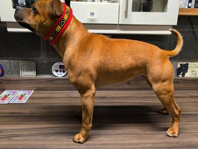 Stunning IKC Registered male Staffordshire Bull Terrier dog for sale in Wexford