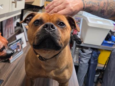 Stunning IKC Registered male Staffordshire Bull Terrier dog for sale in Wexford