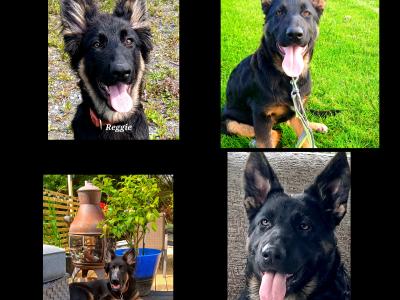 IKC Registered German Shepherd puppies in Westmeath
