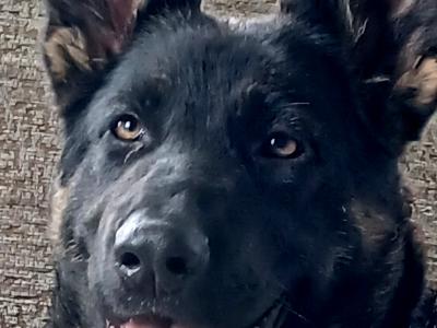 IKC Registered German Shepherd puppies in Westmeath