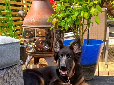 IKC Registered German Shepherd puppies in Westmeath