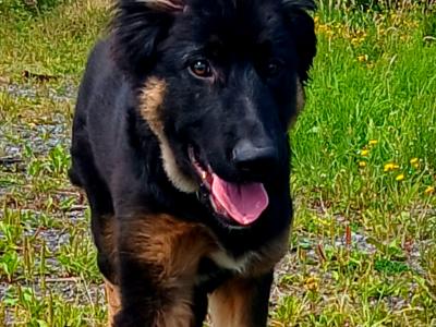 IKC Registered German Shepherd puppies in Westmeath