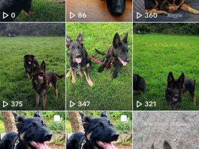 IKC Registered German Shepherd puppies in Westmeath