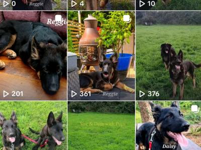 IKC Registered German Shepherd puppies in Westmeath
