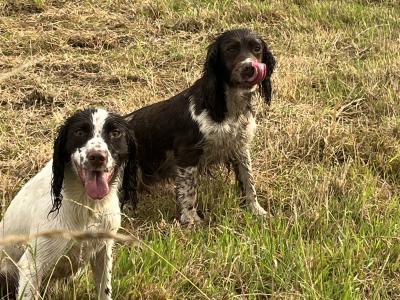 Female Springer Spaniel 14 months old in Cork