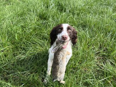 Female Springer Spaniel 14 months old in Cork
