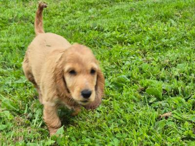 IKC Registered Cocker Spaniel puppies in Galway