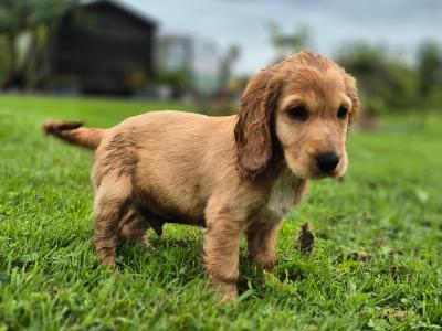IKC Registered Cocker Spaniel puppies in Galway