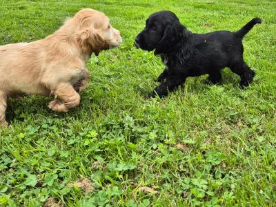 IKC Registered Cocker Spaniel puppies in Galway