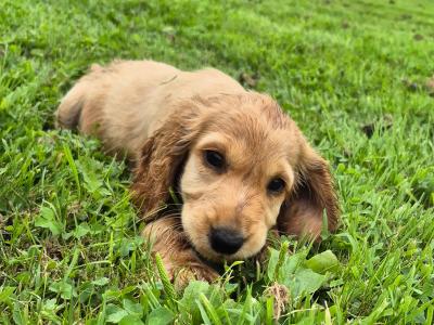 IKC Registered Cocker Spaniel puppies in Galway