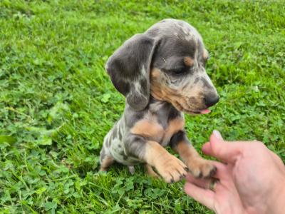Beautiful miniature Dachshund puppies in Galway