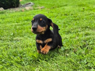 Beautiful miniature Dachshund puppies in Galway