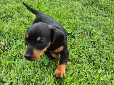 Beautiful miniature Dachshund puppies in Galway