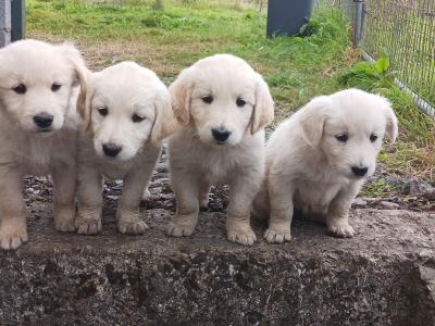 Beautiful Golden Retriever x Labrador puppies in Mayo
