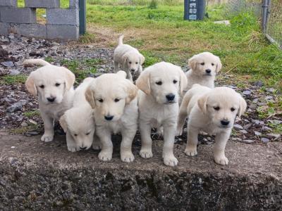 Beautiful Golden Retriever x Labrador puppies in Mayo