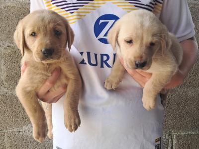 Golden and fox red Labrador puppies in Cavan