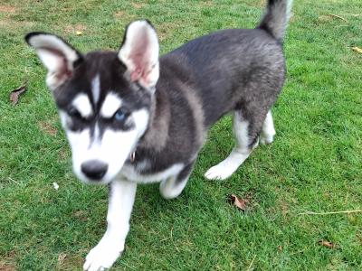 11 Week old male Husky puppy for sale in Wexford