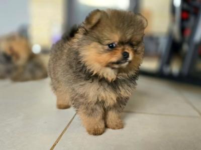 Exclusive Tiny Teddy Bear IKC Registered Pomeranian puppies in Tipperary