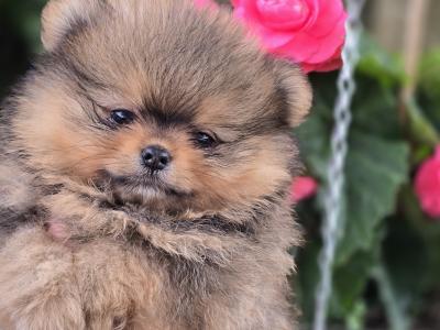 Exclusive Tiny Teddy Bear IKC Registered Pomeranian puppies in Tipperary