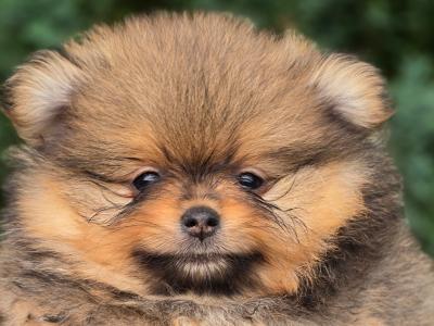 Exclusive Tiny Teddy Bear IKC Registered Pomeranian puppies in Tipperary