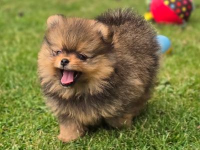 Exclusive Tiny Teddy Bear IKC Registered Pomeranian puppies in Tipperary