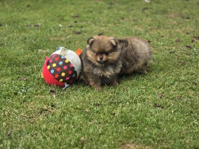 Exclusive Tiny Teddy Bear IKC Registered Pomeranian puppies in Tipperary