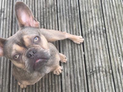 Female French Bulldog puppy 12 months old for sale in Kildare