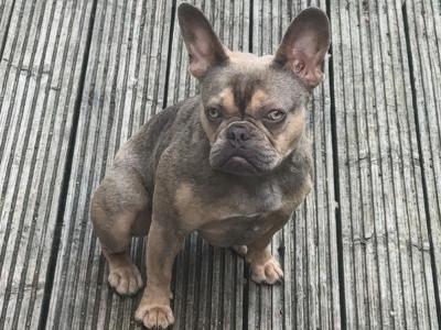 Female French Bulldog puppy 12 months old for sale in Kildare